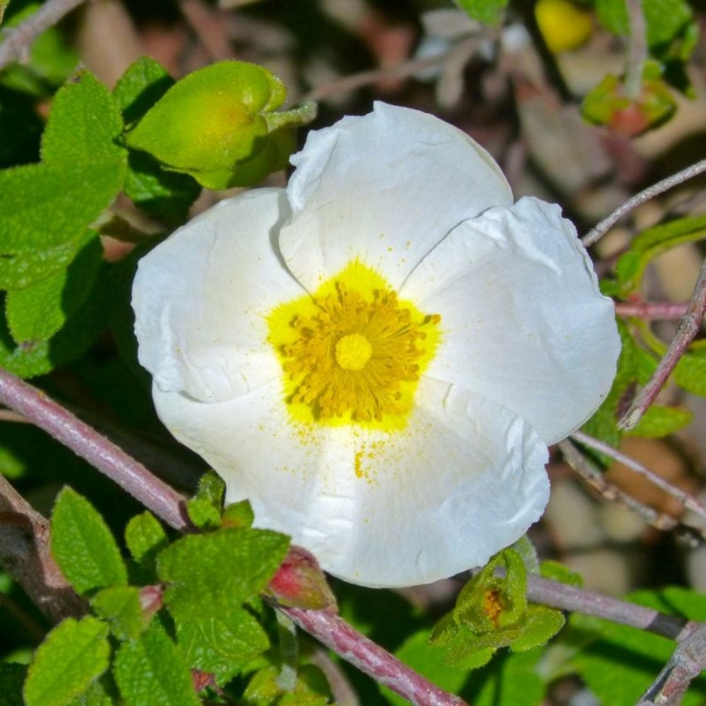 CISTE FEUILLES SAUGE GF H20A40-(766475)