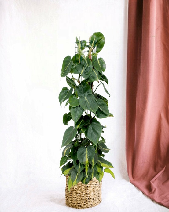 Philodendron brasil 120cm - plante d'intérieur