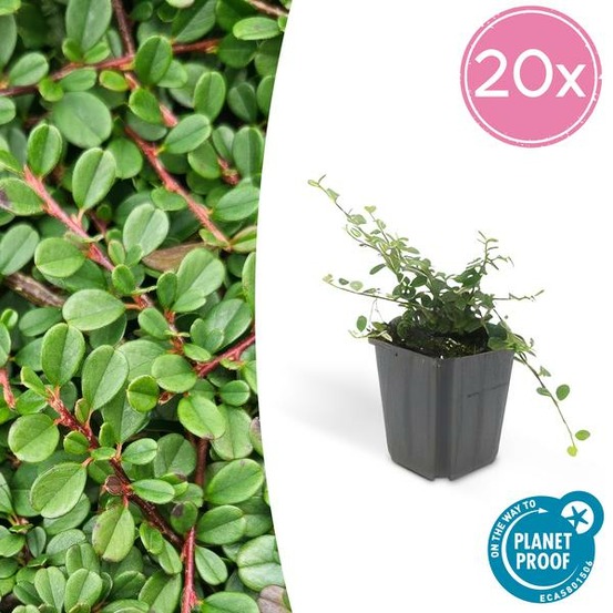 Cotonéaster de dammer 'streib's findling' x20 – entre 1,25 et 1,67m2