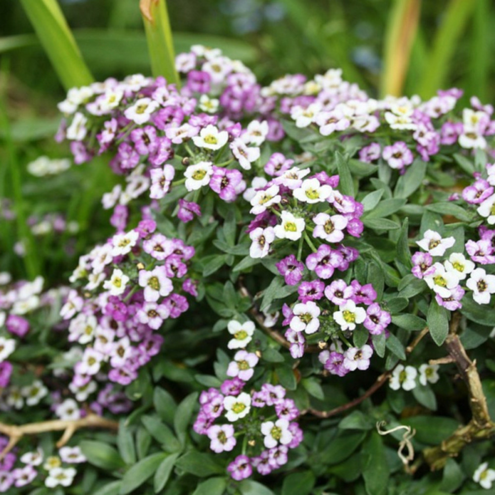 Graines d'alysse tapis royal - vilmorin sachet