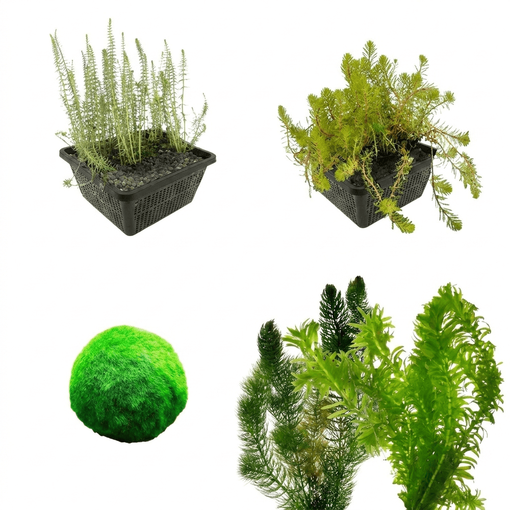 Zuurstofplanten voor vijvers van 1.500-3.000 l - voor helder water