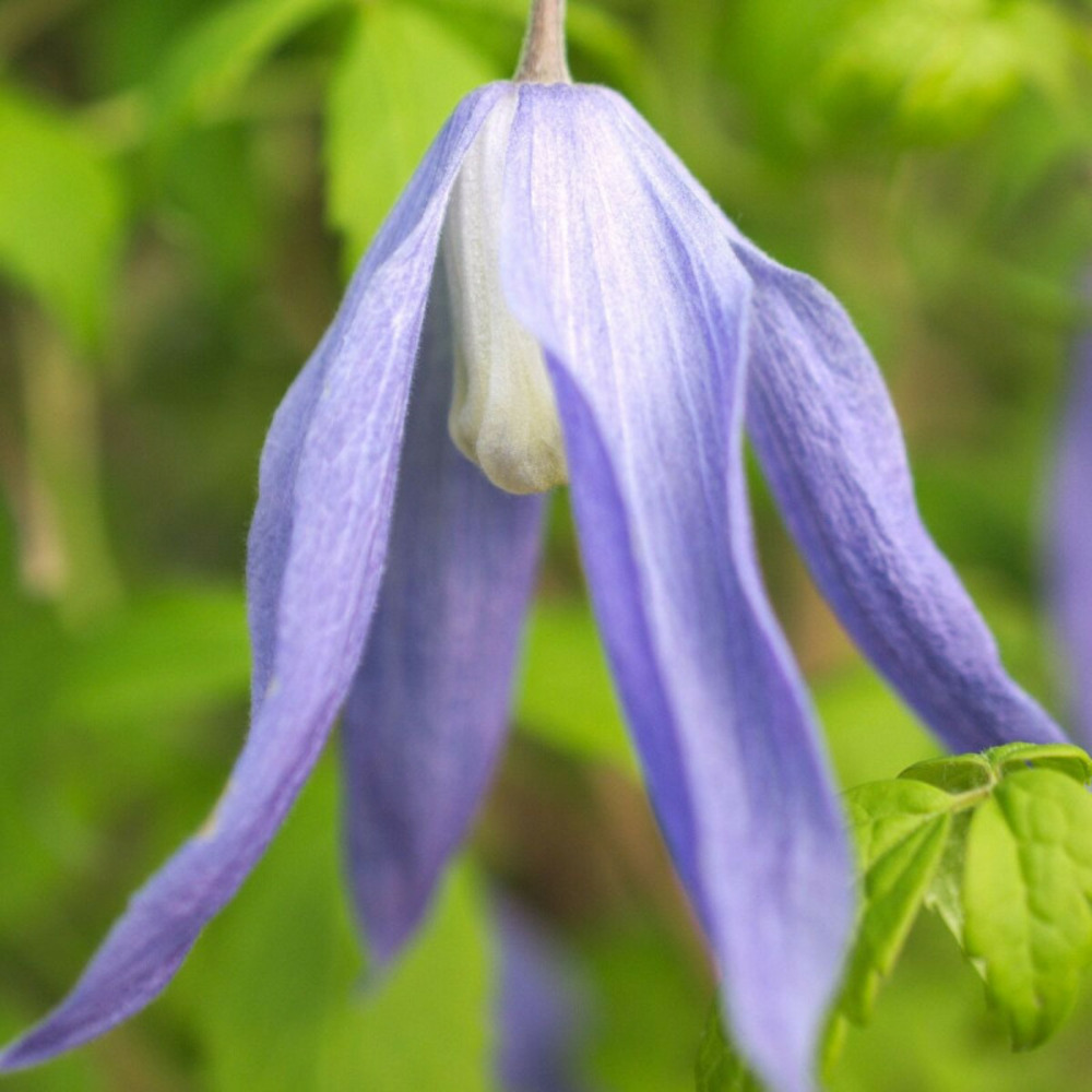 Clématite alpina blue dancer pot de 1,5l - tuteur bambou 30/60 cm