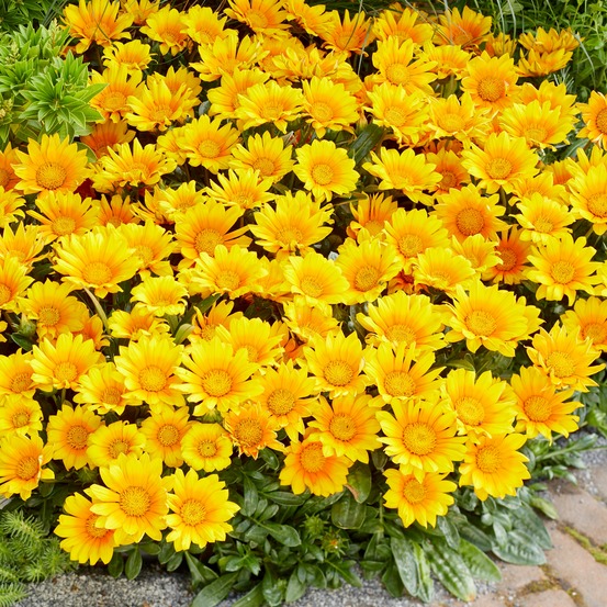 3 gazania suncarpet® - les 3 pots / ø 10.5cm