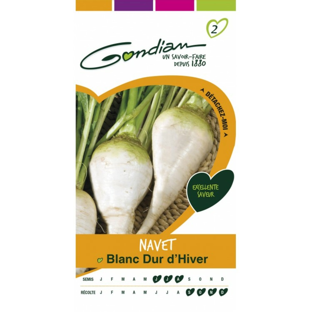 Navet blanc dur d'hiver