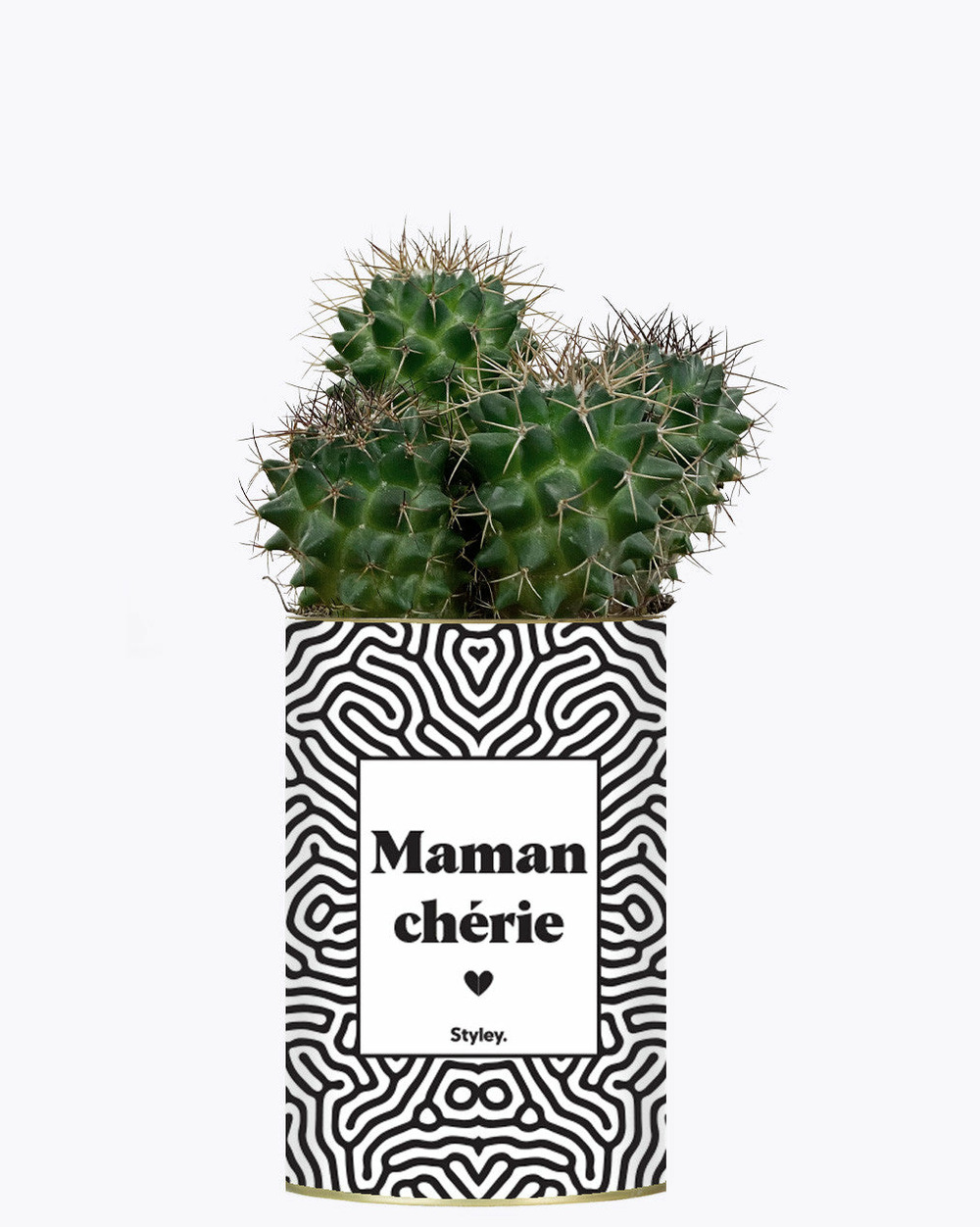 Plante à message - maman chérie - cactus