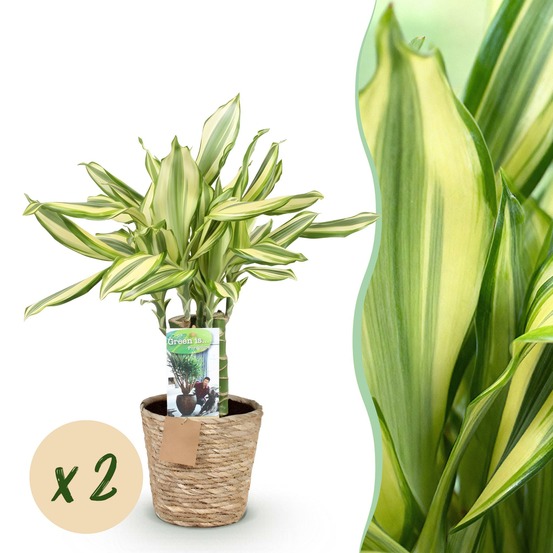 Dracaena fragrans diamond dream – lot de 2 – pot 17 cm