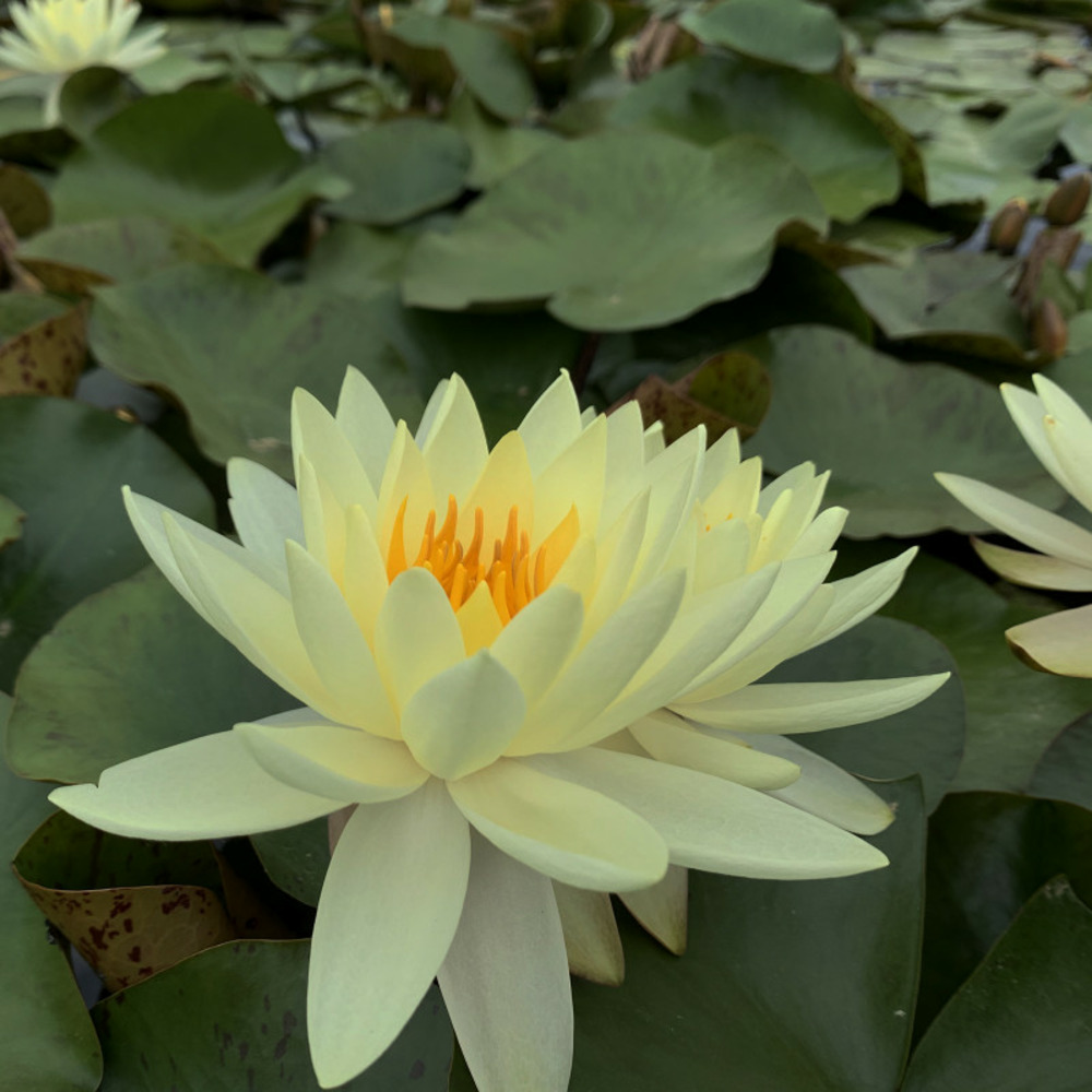 Nymphaea 'Gold Medal' - nénuphar mature en racines nues avec feuilles, tiges et boutons.