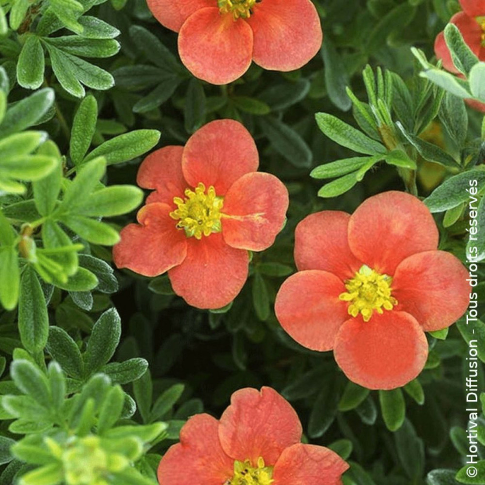 Potentille arbustive red'issima®, potentilla pot de 3l - 20/40 cm