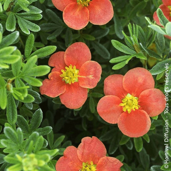 Potentille arbustive red'issima®, potentilla pot de 3l - 20/40 cm