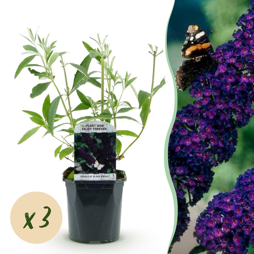 Arbre aux papillons 'black night' - lot de 3 - pot 17 cm - hauteur 25 cm