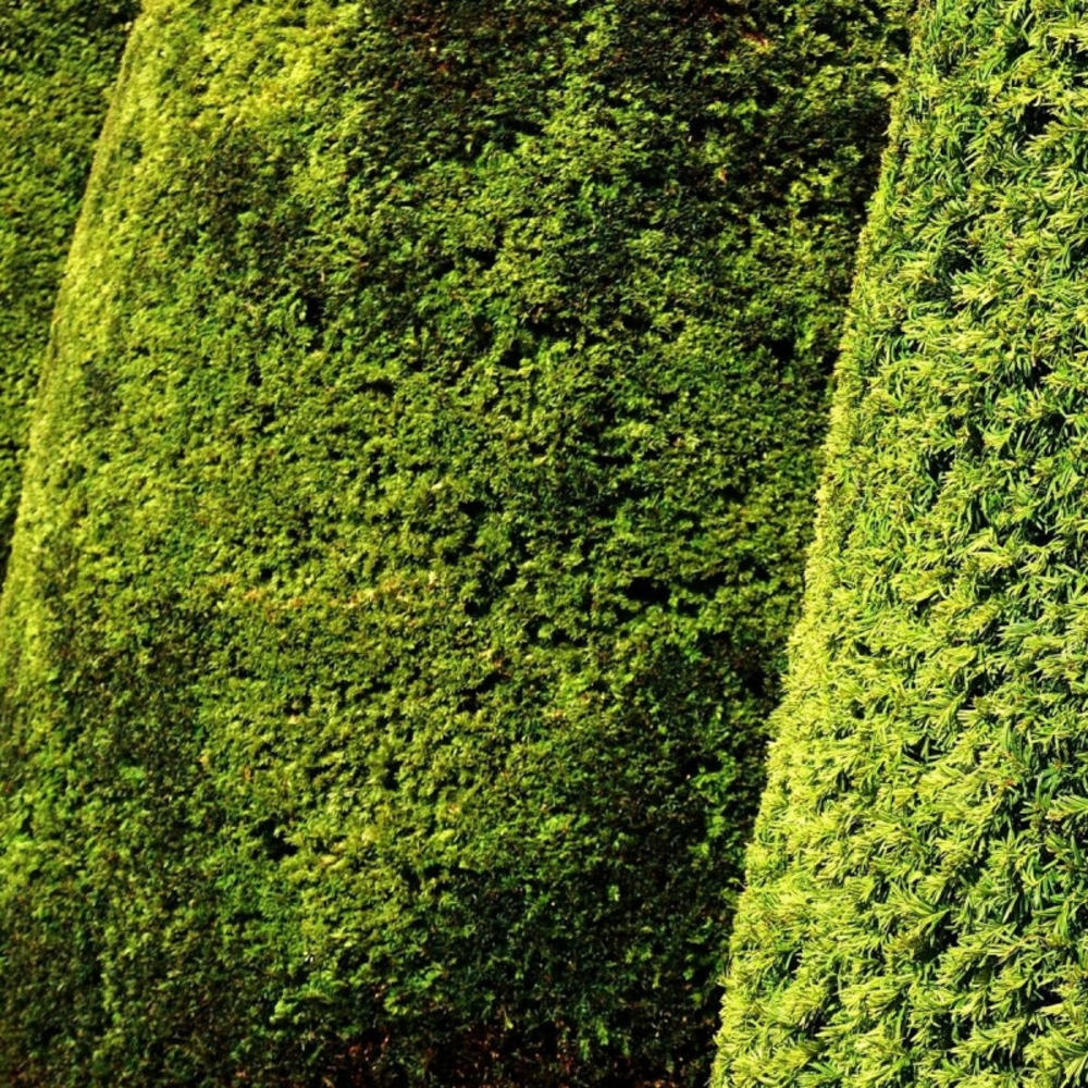 If fastigié doré, taxus pot de 3l - 20/40 cm