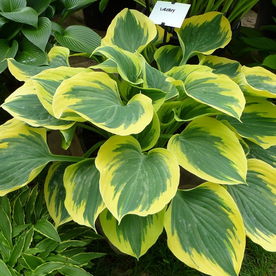 Hosta 'liberty' pot de 1,5l/2l