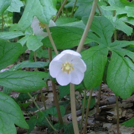 Podophylle pelté godet de 8/9 cm