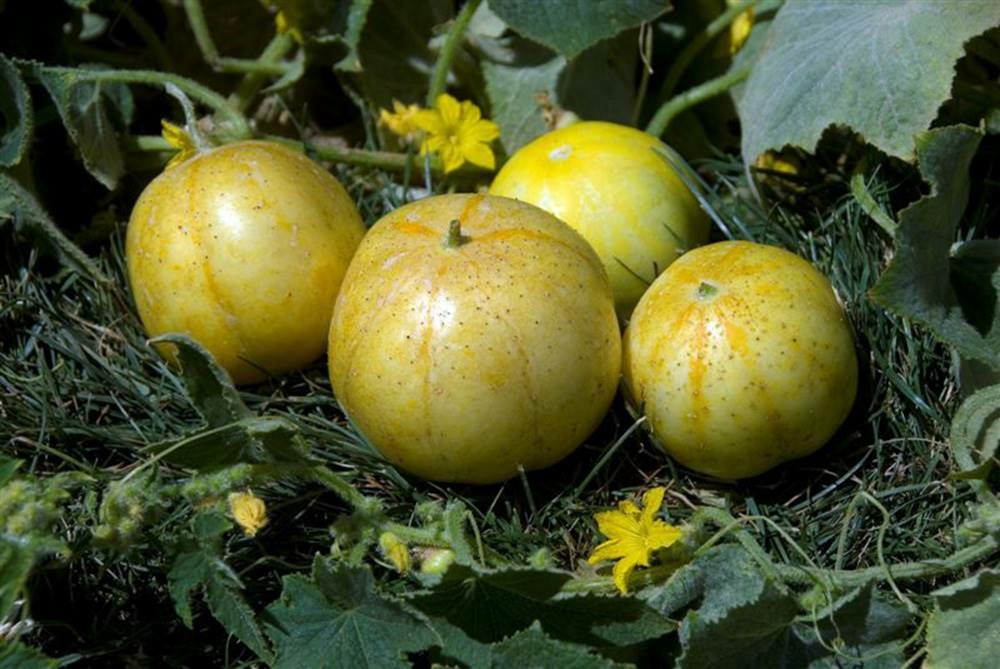 Concombre lemon - 1 g