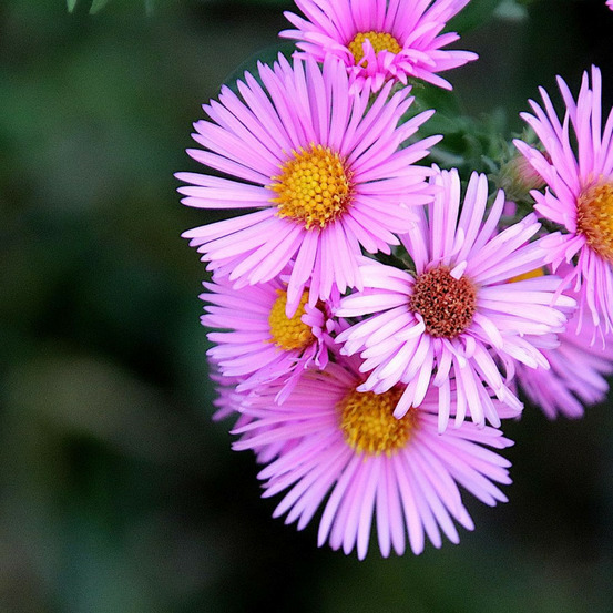 Aster des alpes happy end pot de 3l - 20/40 cm