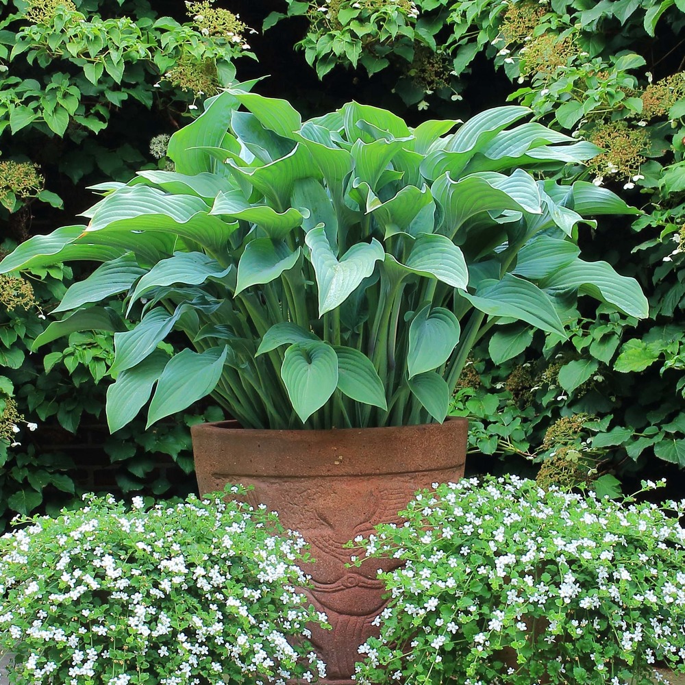 Hosta 'krossa regal' godet de 8/9 cm