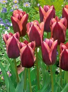 10 tulipes triomphe slawa, le sachet de 10 bulbes / circonférence 11-12cm