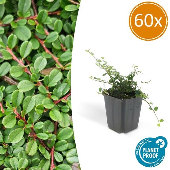 Cotonéaster de dammer 'streib's findling' x60 – entre 3,75 et 5m2