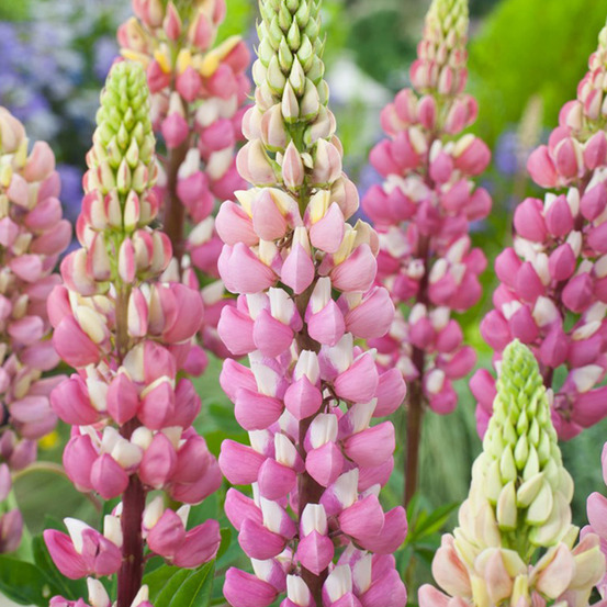 6 x lupin 'the chatelaine' - lupinus 'the chatelaine' - godet 9cm x 9cm