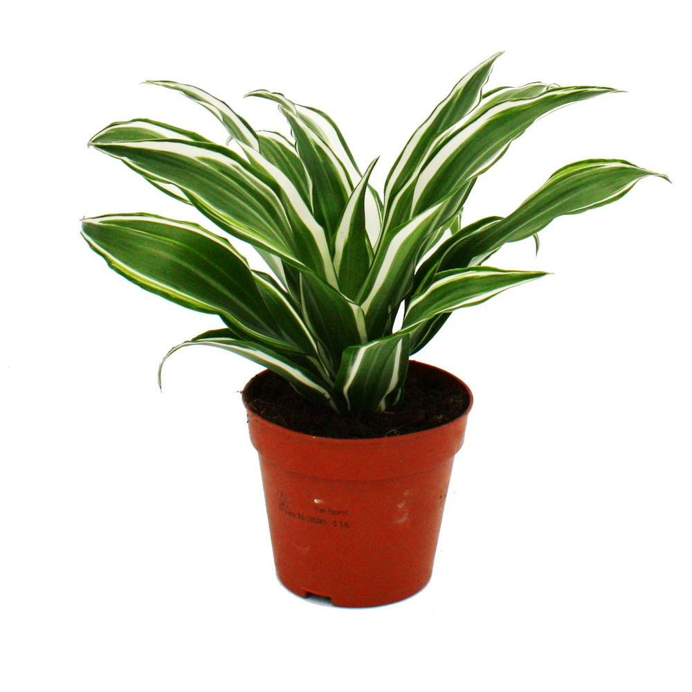 Dragonnier - dracaena deremensis fragrans bijou blanc - pot 12cm - feuilles blanc-vert
