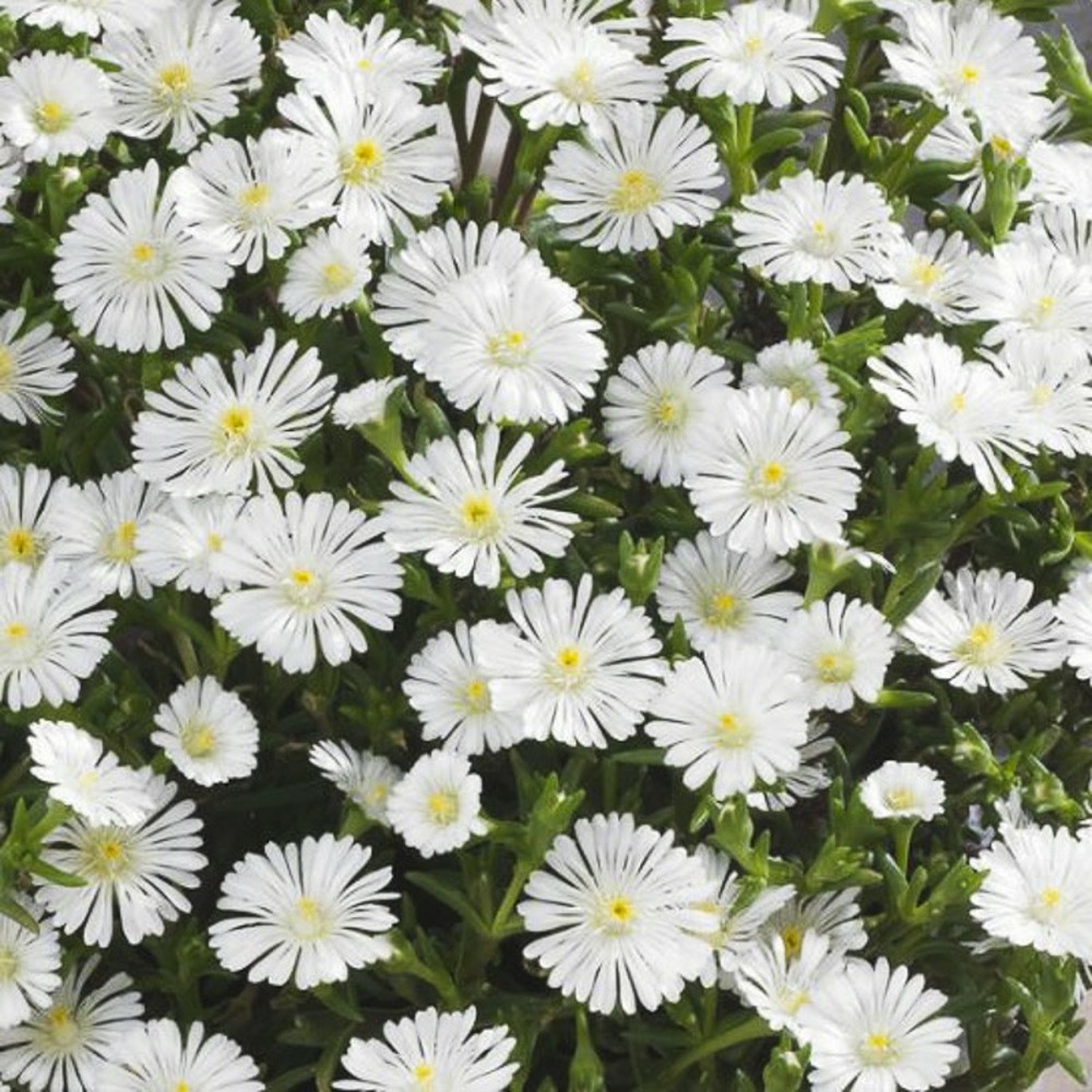 Pourpier 'wheels of wonder white' godet de 7/8 cm