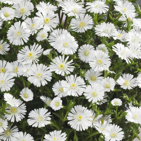 Pourpier 'wheels of wonder white' godet de 7/8 cm