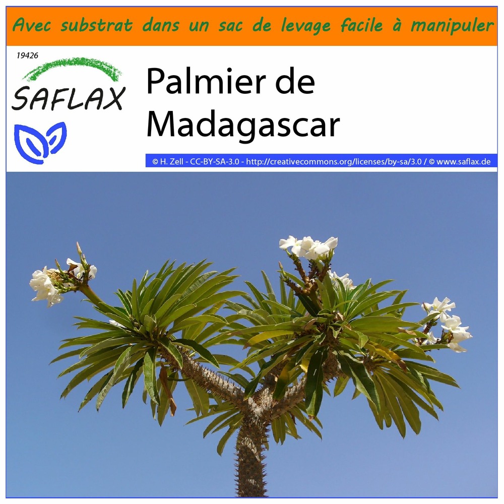Garden in the bag - palmier de madagascar - 10 graines - pachypodium lamerei