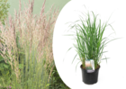 Calamagrostis karl foerster - herbe ornemental - ⌀23 cm - hauteur 40-60 cm