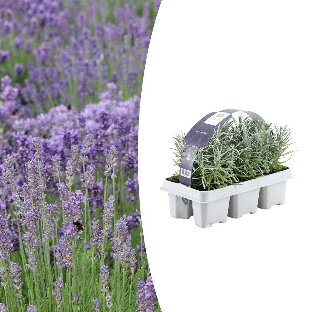 6 pack lavendel angustifolia - h15 cm - ø7 cm