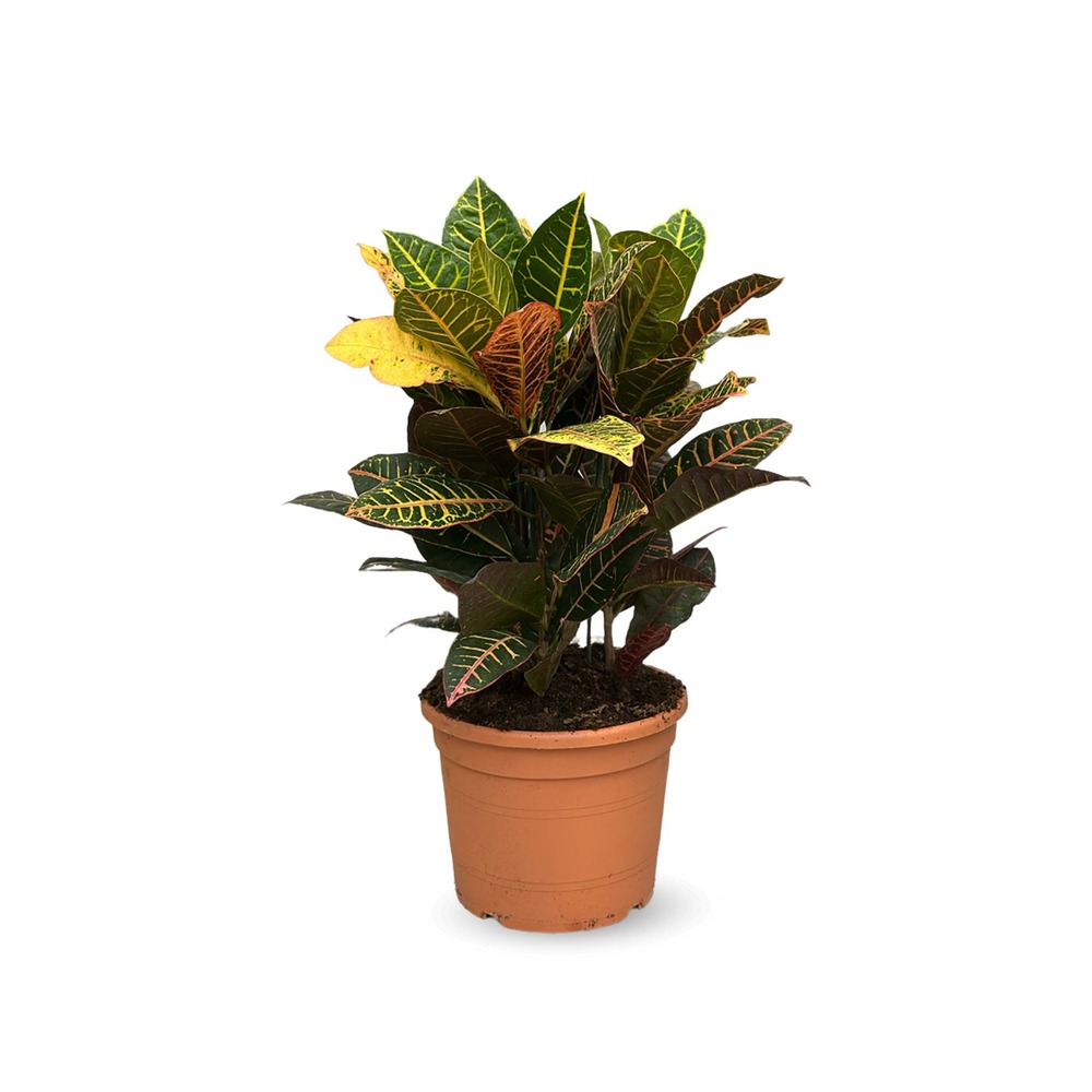 Codiaeum croton petra - ↕ 70-80 cm - ⌀ 30 cm - plante d'intérieur
