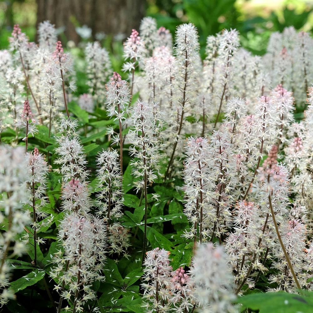 Tiarelle spring symphony - le pot / ø 9cm