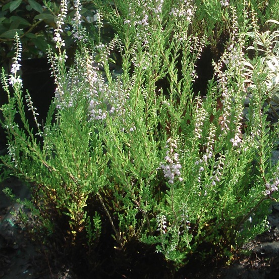 Bruyère commune, brande 'spring torch' godet de 8/9 cm