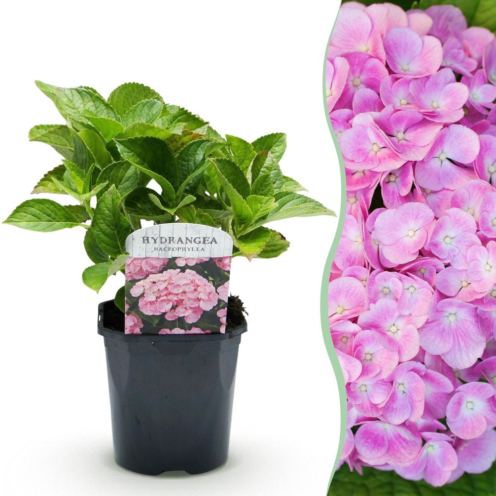 Hortensia de jardin - pot 17 cm - hauteur 30 cm