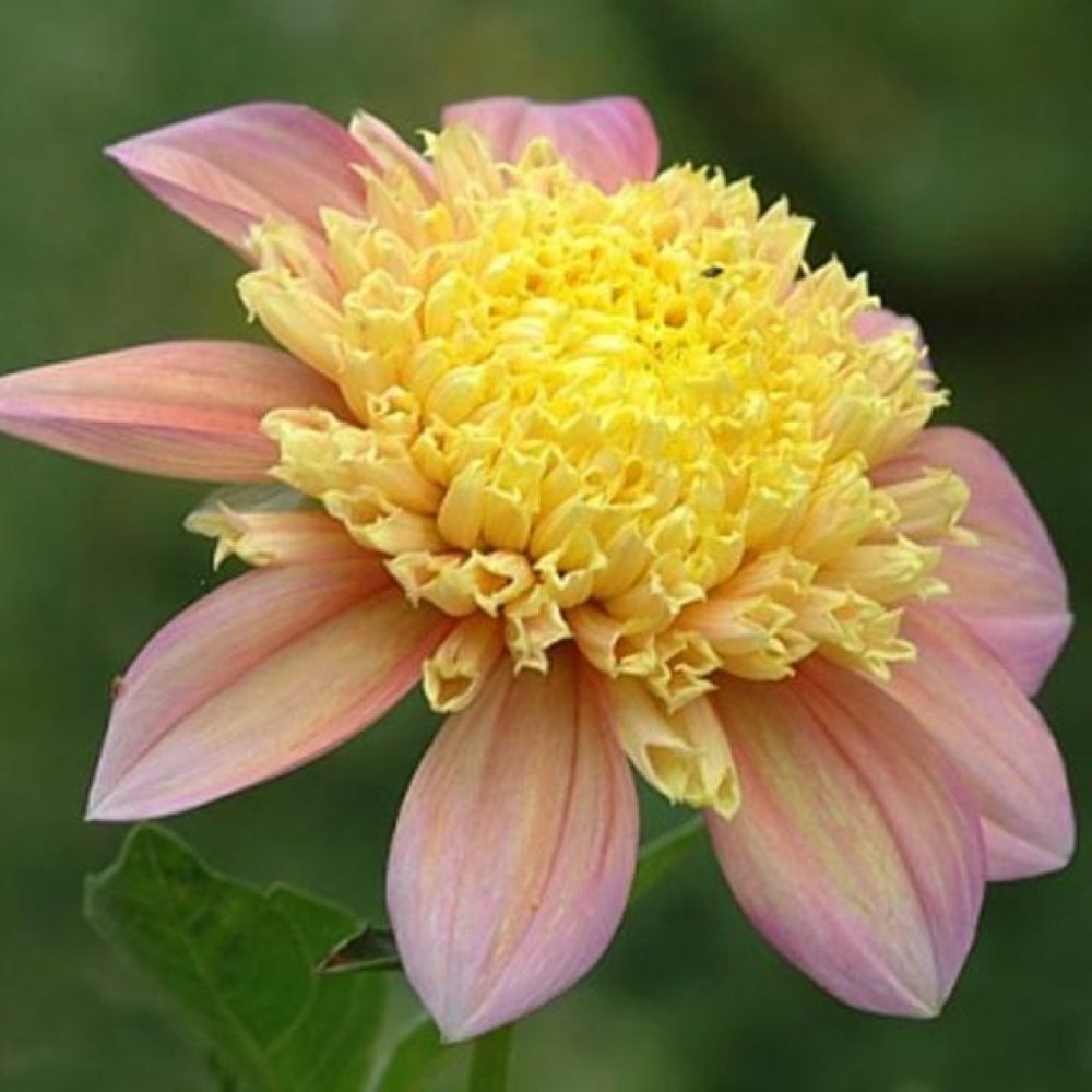 Dahlia gpe à collerette 'honey' bulbe calibre i