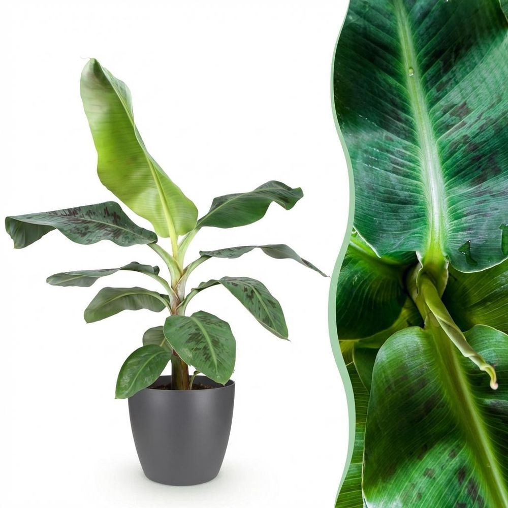 Musa acuminata nain cavendish - plante de banane - pot de 21cm - hauteur 70-75cm