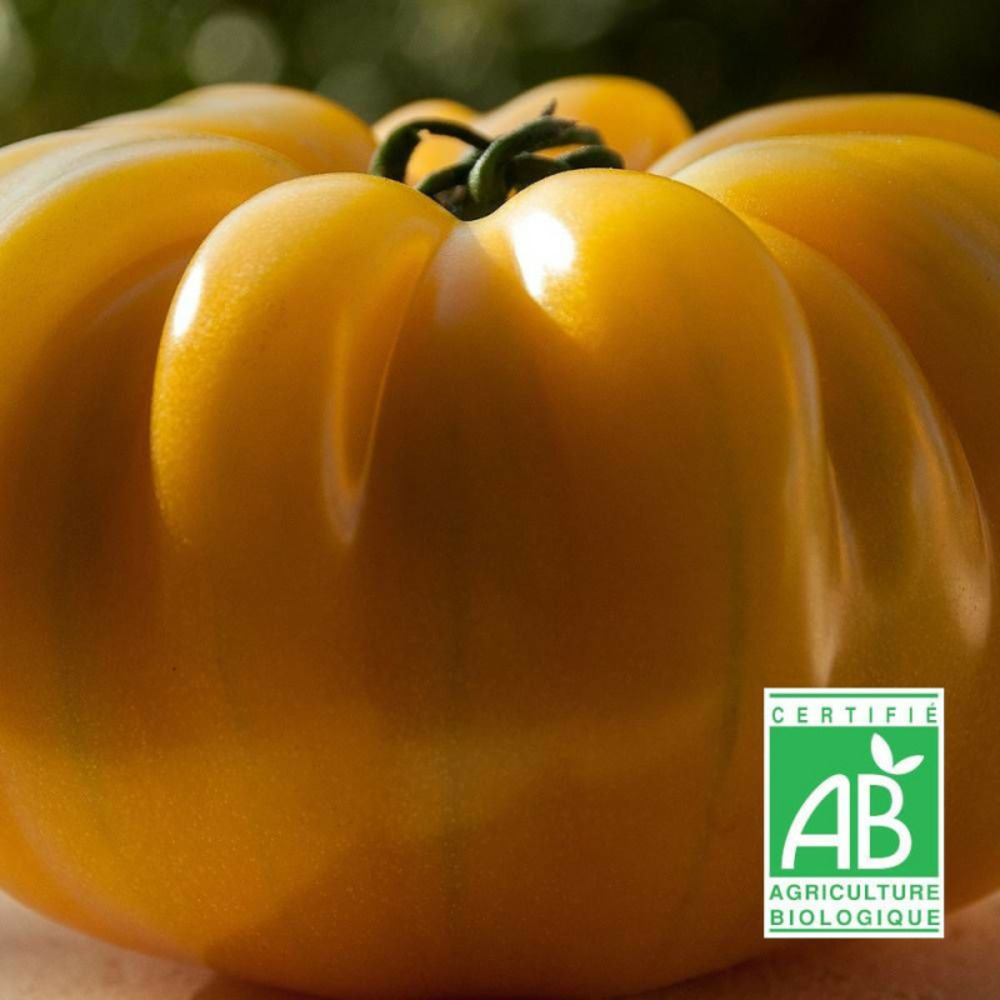 Graines de tomate ananas (pinapple) - sans traitement - vilmorin sachet