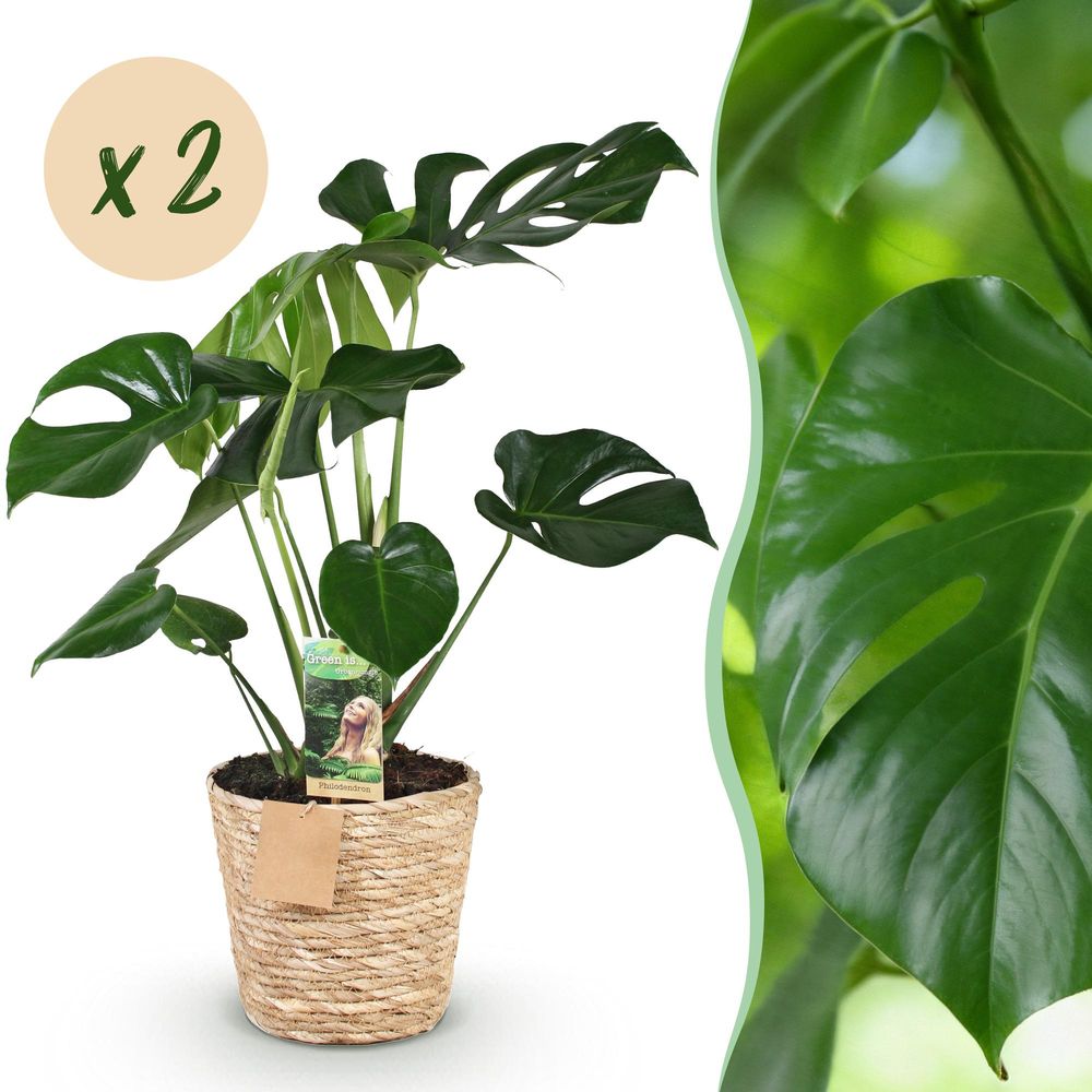 Monstera deliciosa - plante à trous - lot de 2 plantes - pot de 17cm - hauteur 50-55cm - plantes d'intérieur
