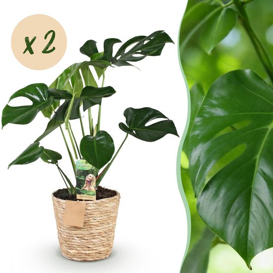Monstera deliciosa - plante à trous - lot de 2 plantes - pot de 17cm - hauteur 50-55cm - plantes d'intérieur