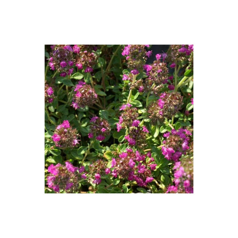 Thym précoce praecox coccineus godet - 5/20 cm