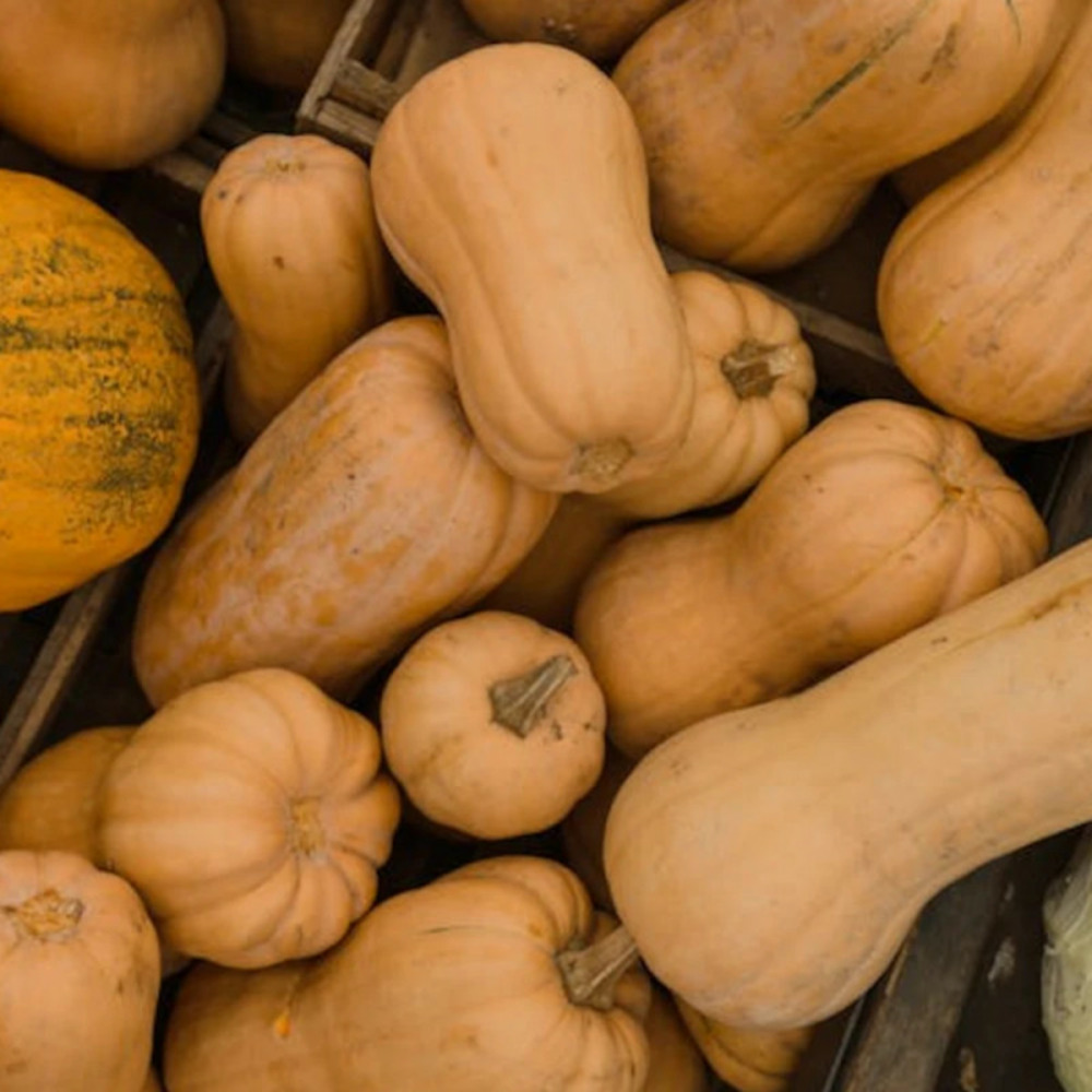 Plant de courge butternut butterbaby hf1 godet