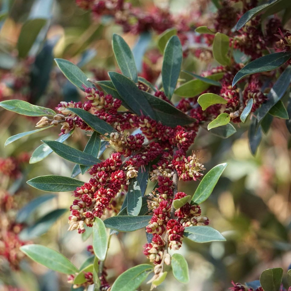 Distylium 'vintage jade' pot de 2l/3l