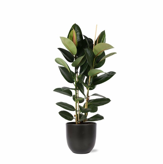 Ficus elastica robusta et son pot noir - hauteur 110cm