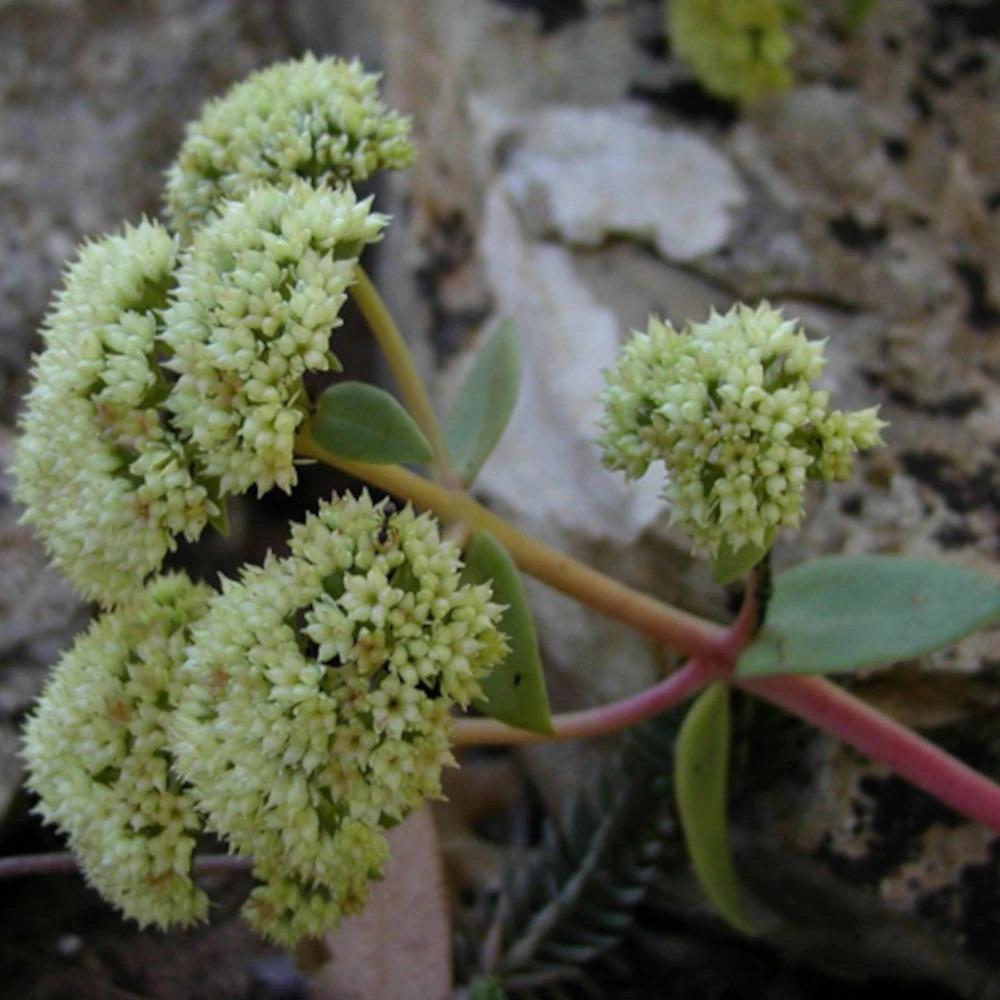 Orpin remarquable, sedum godet - 5/20 cm