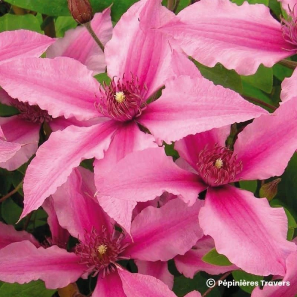 Clématite integrifolia saphyra ® duo rose 'cleminov29' (clematis integrifolia saphyra ® duo rose 'cleminov29')
