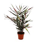 Alpinia luteocarpa - gingembre ornemental - moule gingembre - pot 12cm - hauteur 30-35cm