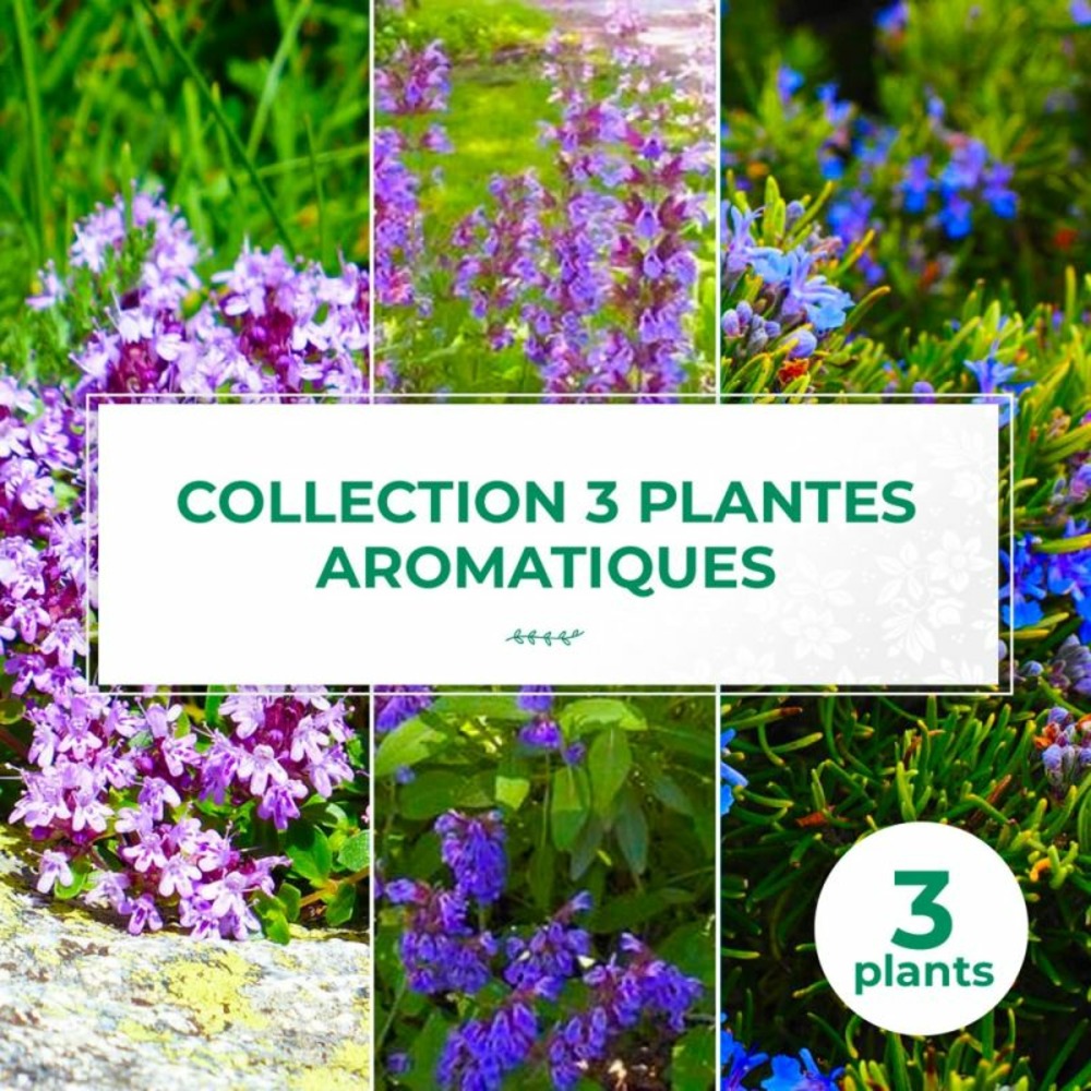 Plantes aromatiques