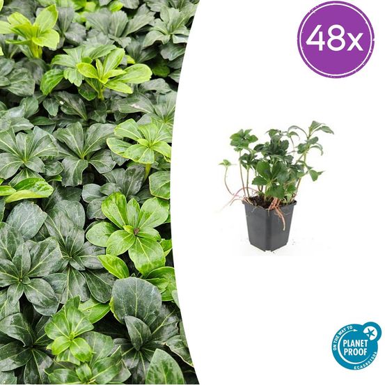 Lot de 48 - pachysandra term. 'vert sheen' - h10-25 cm