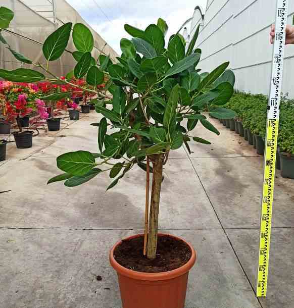 Ficus benghalensis 'audrey' (figuier des banyans 'audrey') taille pot de 65l - 225/250cm