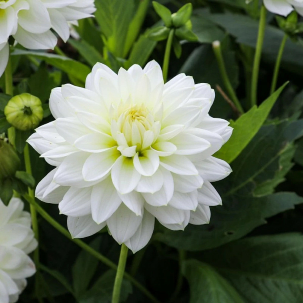 Bulbe de dahlia décoratif blankass sachet de 1 bulbe