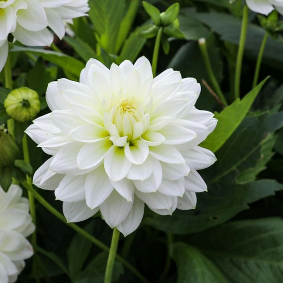 Bulbe de dahlia décoratif blankass sachet de 1 bulbe